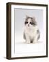 Domestic Cat, 6-Week, Chinchilla-Cross Kitten-Jane Burton-Framed Photographic Print