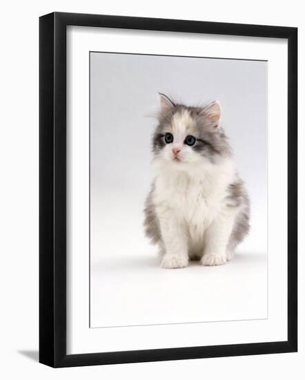 Domestic Cat, 6-Week, Chinchilla-Cross Kitten-Jane Burton-Framed Photographic Print