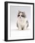 Domestic Cat, 6-Week, Chinchilla-Cross Kitten-Jane Burton-Framed Photographic Print