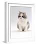 Domestic Cat, 6-Week, Chinchilla-Cross Kitten-Jane Burton-Framed Photographic Print