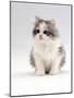 Domestic Cat, 6-Week, Chinchilla-Cross Kitten-Jane Burton-Mounted Photographic Print