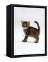 Domestic Cat, 6-Week Tabby Chinchilla Crossed with British Shorthair Kitten-Jane Burton-Framed Stretched Canvas