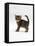 Domestic Cat, 6-Week Tabby Chinchilla Crossed with British Shorthair Kitten-Jane Burton-Framed Stretched Canvas