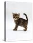 Domestic Cat, 6-Week Tabby Chinchilla Crossed with British Shorthair Kitten-Jane Burton-Stretched Canvas