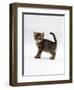 Domestic Cat, 6-Week Tabby Chinchilla Crossed with British Shorthair Kitten-Jane Burton-Framed Premium Photographic Print