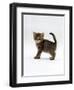 Domestic Cat, 6-Week Tabby Chinchilla Crossed with British Shorthair Kitten-Jane Burton-Framed Premium Photographic Print