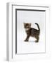 Domestic Cat, 6-Week Tabby Chinchilla Crossed with British Shorthair Kitten-Jane Burton-Framed Premium Photographic Print