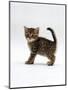 Domestic Cat, 6-Week Tabby Chinchilla Crossed with British Shorthair Kitten-Jane Burton-Mounted Premium Photographic Print