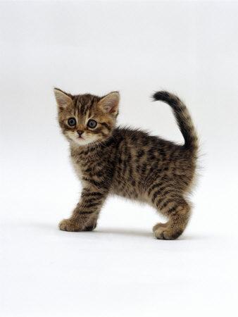 Domestic shorthair kitten 2025