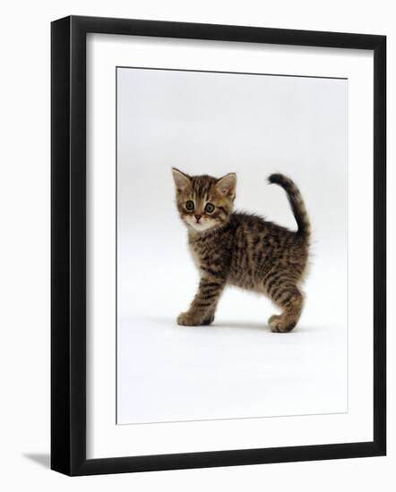 Domestic Cat, 6-Week Tabby Chinchilla Crossed with British Shorthair Kitten-Jane Burton-Framed Photographic Print