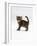 Domestic Cat, 6-Week Tabby Chinchilla Crossed with British Shorthair Kitten-Jane Burton-Framed Photographic Print