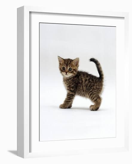 Domestic Cat, 6-Week Tabby Chinchilla Crossed with British Shorthair Kitten-Jane Burton-Framed Photographic Print