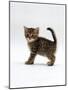 Domestic Cat, 6-Week Tabby Chinchilla Crossed with British Shorthair Kitten-Jane Burton-Mounted Photographic Print