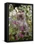 Domestic Cat, 7-Week, Fluffy Grey Male Kitten Among Flowers-Jane Burton-Framed Stretched Canvas