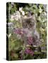 Domestic Cat, 7-Week, Fluffy Grey Male Kitten Among Flowers-Jane Burton-Stretched Canvas