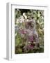 Domestic Cat, 7-Week, Fluffy Grey Male Kitten Among Flowers-Jane Burton-Framed Photographic Print