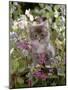 Domestic Cat, 7-Week, Fluffy Grey Male Kitten Among Flowers-Jane Burton-Mounted Photographic Print