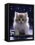 Domestic Cat, 7-Week Fluffy Silver and White Kitten-Jane Burton-Framed Stretched Canvas