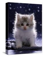 Domestic Cat, 7-Week Fluffy Silver and White Kitten-Jane Burton-Stretched Canvas