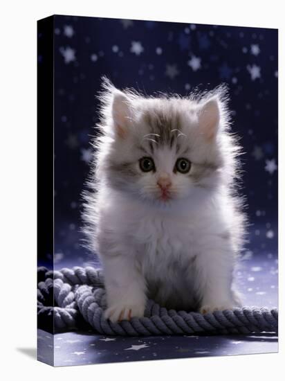 Domestic Cat, 7-Week Fluffy Silver and White Kitten-Jane Burton-Stretched Canvas