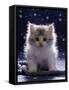 Domestic Cat, 7-Week Fluffy Silver and White Kitten-Jane Burton-Framed Stretched Canvas