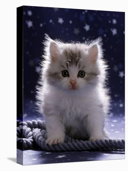 Domestic Cat, 7-Week Fluffy Silver and White Kitten-Jane Burton-Stretched Canvas