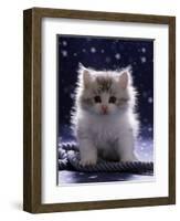 Domestic Cat, 7-Week Fluffy Silver and White Kitten-Jane Burton-Framed Premium Photographic Print