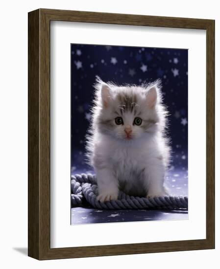 Domestic Cat, 7-Week Fluffy Silver and White Kitten-Jane Burton-Framed Premium Photographic Print