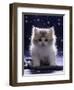 Domestic Cat, 7-Week Fluffy Silver and White Kitten-Jane Burton-Framed Premium Photographic Print