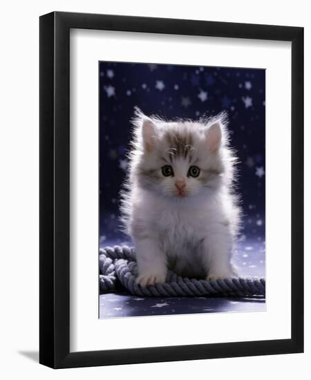 Domestic Cat, 7-Week Fluffy Silver and White Kitten-Jane Burton-Framed Premium Photographic Print