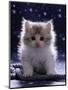 Domestic Cat, 7-Week Fluffy Silver and White Kitten-Jane Burton-Mounted Premium Photographic Print