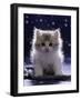 Domestic Cat, 7-Week Fluffy Silver and White Kitten-Jane Burton-Framed Photographic Print