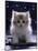 Domestic Cat, 7-Week Fluffy Silver and White Kitten-Jane Burton-Mounted Photographic Print