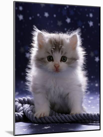 Domestic Cat, 7-Week Fluffy Silver and White Kitten-Jane Burton-Mounted Photographic Print