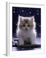 Domestic Cat, 7-Week Fluffy Silver and White Kitten-Jane Burton-Framed Photographic Print