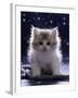 Domestic Cat, 7-Week Fluffy Silver and White Kitten-Jane Burton-Framed Photographic Print