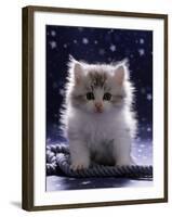 Domestic Cat, 7-Week Fluffy Silver and White Kitten-Jane Burton-Framed Photographic Print