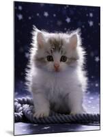 Domestic Cat, 7-Week Fluffy Silver and White Kitten-Jane Burton-Mounted Photographic Print