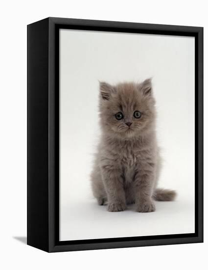 Domestic Cat, 7-Week, Male Blue Longhair Persian Kittens-Jane Burton-Framed Stretched Canvas