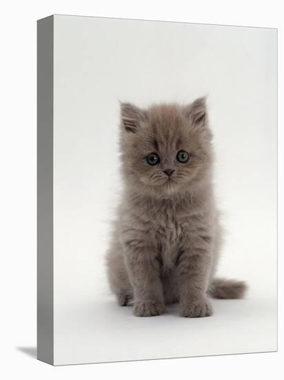 Domestic Cat, 7-Week, Male Blue Longhair Persian Kittens-Jane Burton-Stretched Canvas