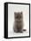 Domestic Cat, 7-Week, Male Blue Longhair Persian Kittens-Jane Burton-Framed Stretched Canvas