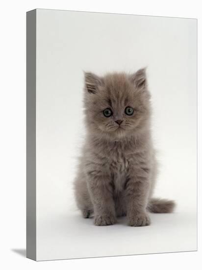 Domestic Cat, 7-Week, Male Blue Longhair Persian Kittens-Jane Burton-Stretched Canvas