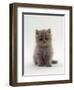 Domestic Cat, 7-Week, Male Blue Longhair Persian Kittens-Jane Burton-Framed Premium Photographic Print