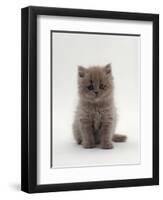 Domestic Cat, 7-Week, Male Blue Longhair Persian Kittens-Jane Burton-Framed Premium Photographic Print