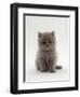 Domestic Cat, 7-Week, Male Blue Longhair Persian Kittens-Jane Burton-Framed Premium Photographic Print