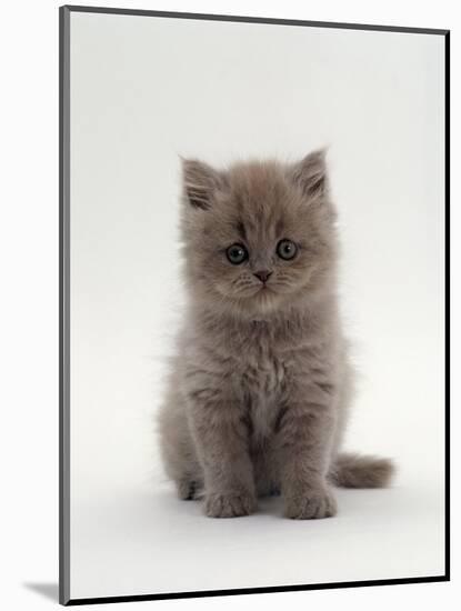 Domestic Cat, 7-Week, Male Blue Longhair Persian Kittens-Jane Burton-Mounted Premium Photographic Print