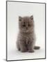 Domestic Cat, 7-Week, Male Blue Longhair Persian Kittens-Jane Burton-Mounted Premium Photographic Print