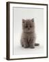 Domestic Cat, 7-Week, Male Blue Longhair Persian Kittens-Jane Burton-Framed Photographic Print