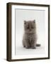 Domestic Cat, 7-Week, Male Blue Longhair Persian Kittens-Jane Burton-Framed Photographic Print