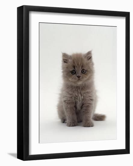 Domestic Cat, 7-Week, Male Blue Longhair Persian Kittens-Jane Burton-Framed Photographic Print